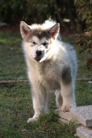 Cobali Austrian Wolf